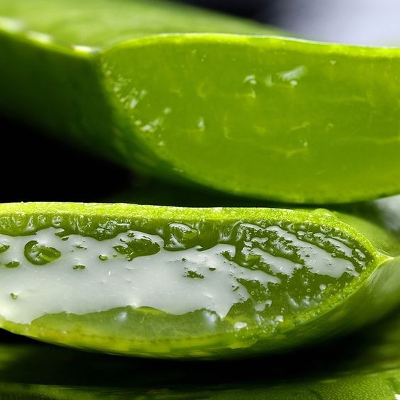 aloe vera 3