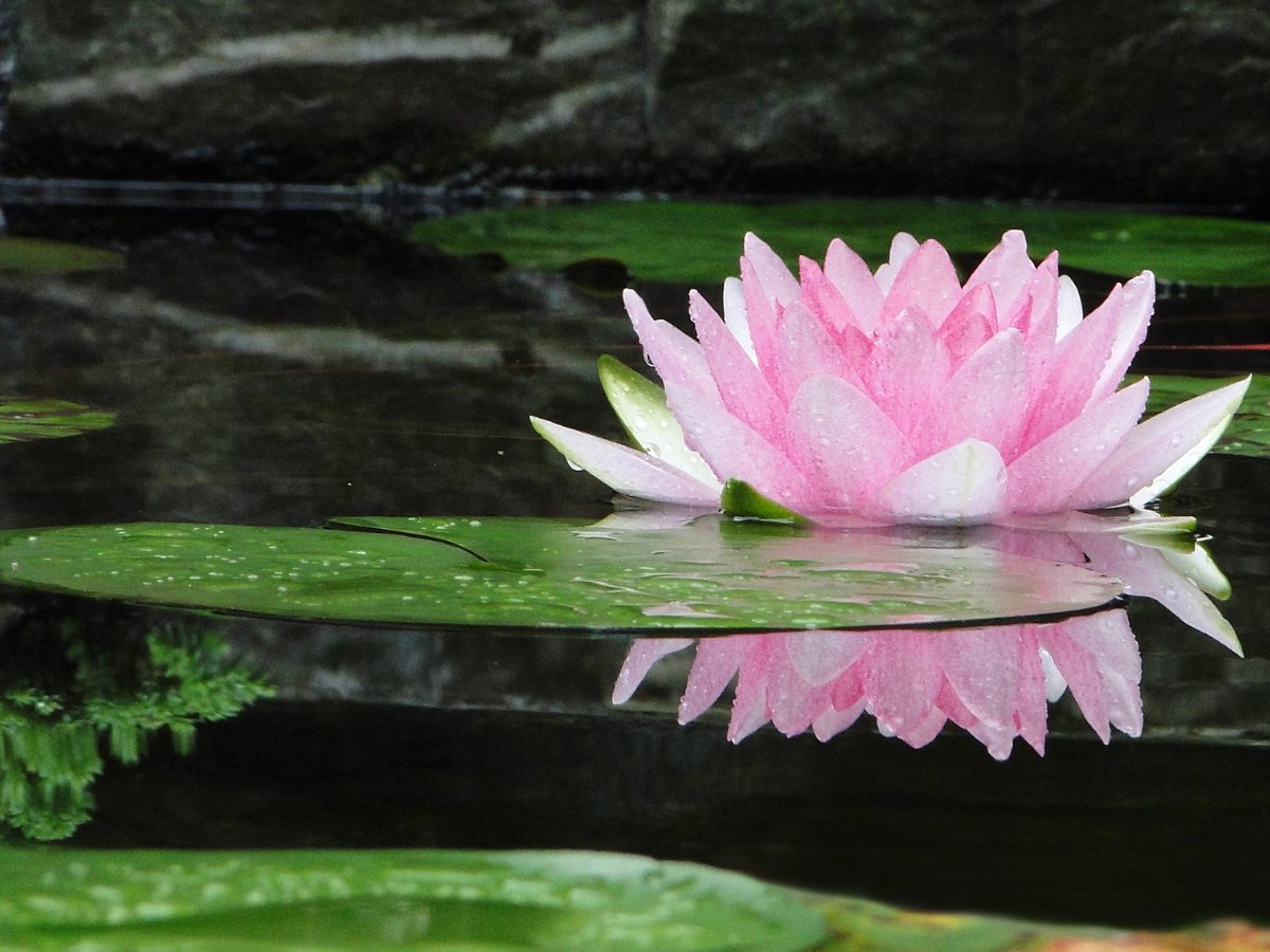 Tatuagem de Flor de Lótus